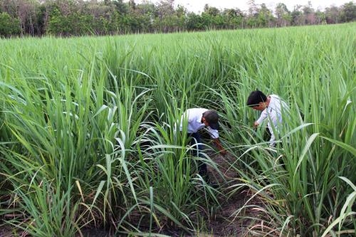 Sugarcane yields, quality declines