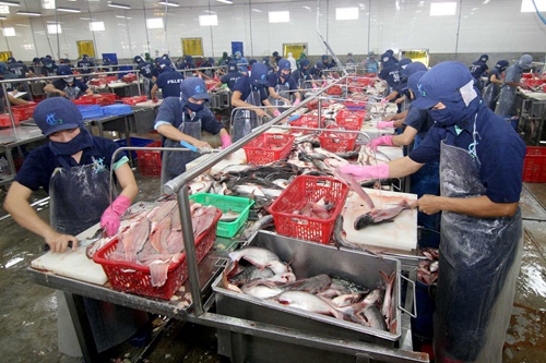 Farmers stuck with Tra fish as price sinks lower