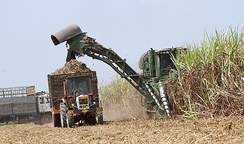 Vietnam sugarcane industry faces challenge from climate change, foreign rivals