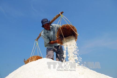 Companies to buy salt overstock from farmers