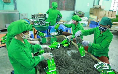 Shrinking prices lower VN tea export value