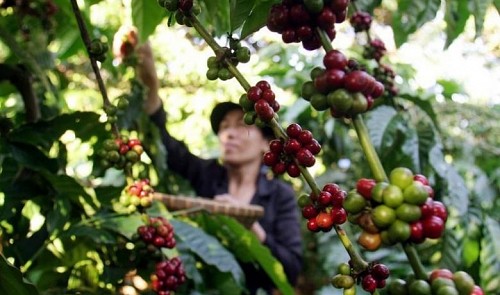 Vietnam coffee prices hit highest in over 18 months