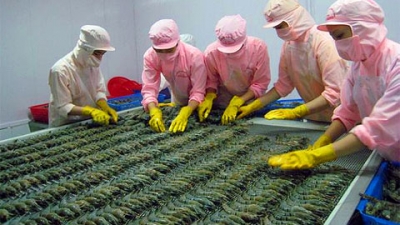 Higher US duties on Vietnamese shrimp