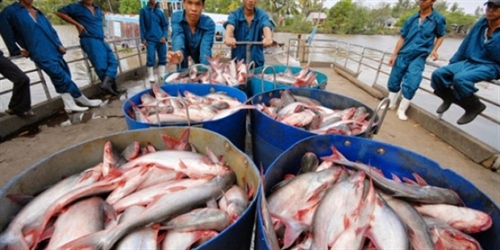 Ministry to set tra fish standards