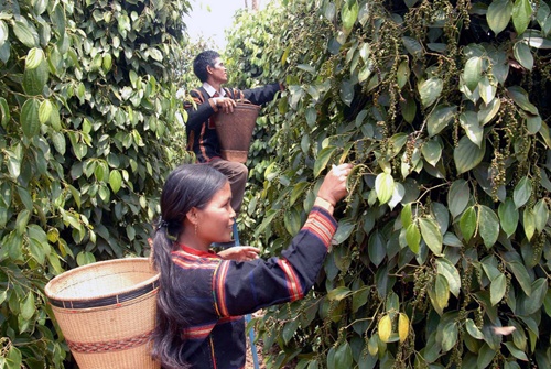 Vietnamese pepper exports surge