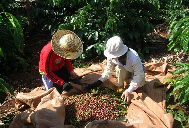 Vietnam's discounts widen; rain slows harvest peak