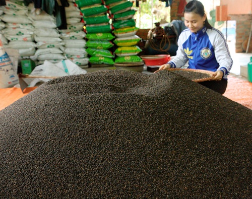 Prices of Viet Nam's black pepper drop