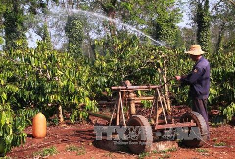 VN’s coffee sector targets US$5-6b export by 2030