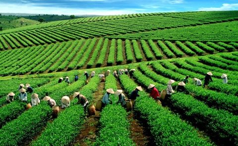 VN tea exporters enjoy record year