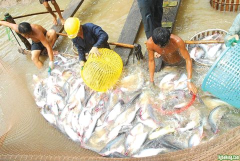 Tra fish industry advised to target domestic market