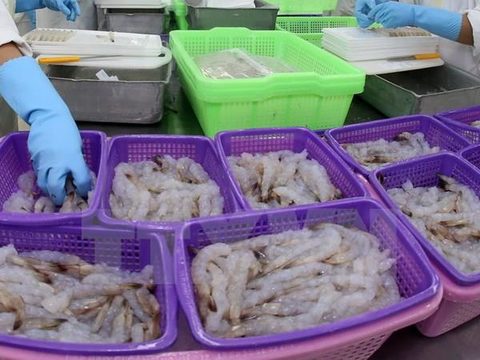 Australia bans green and raw shrimp import from Viet Nam