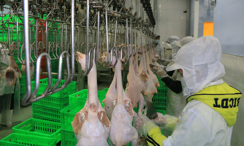 VN’s chicken industry takes flight