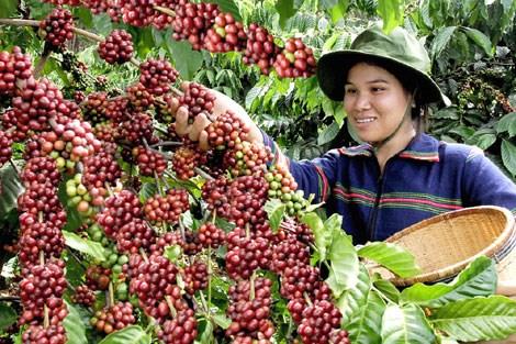 Viet Nam’s coffee price highest in six years