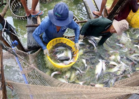 Pangasius industry gets boost