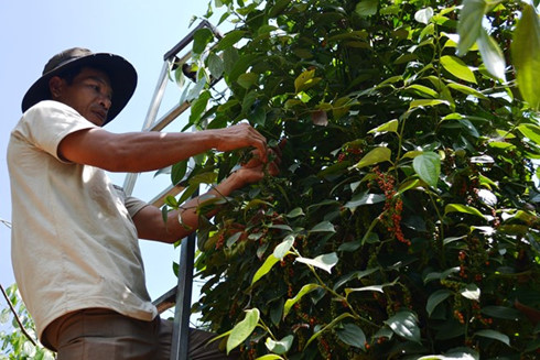 Coffee, pepper enterprises and farmers should connect well