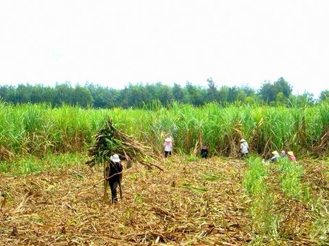 VN’s sugar inventory reaches record high in April