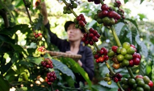 Asia coffee-Vietnam premiums dip in quiet market