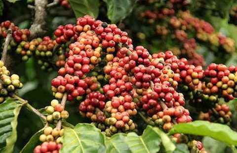 Coffee output to near 2016 yield