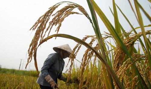 Vietnam rice prices hit 13-month high; Thailand up on lower supply