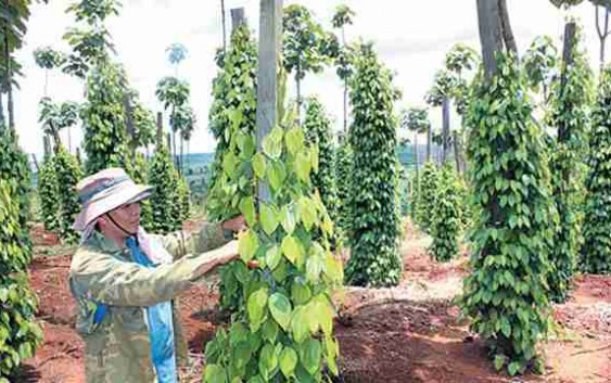 Pepper farmers urged to keep calm and carry on