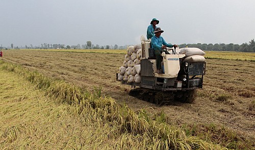 Asia importer demand pushes rice prices; Vietnam hits near 2.5-yr high