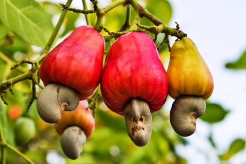 Cashew production forecast to drop nearly 20 per cent in 2017