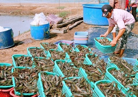 Shrimp, coffee, ginseng added to national products list