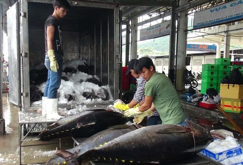 Viet Nam’s tuna exports increase