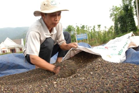 As highlands pepper prices fall, farmers hold out