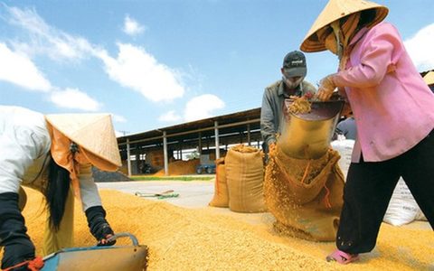 Viet Nam to be among largest rice producers: FAO
