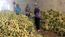 Lychee week kicks off in Ha Noi