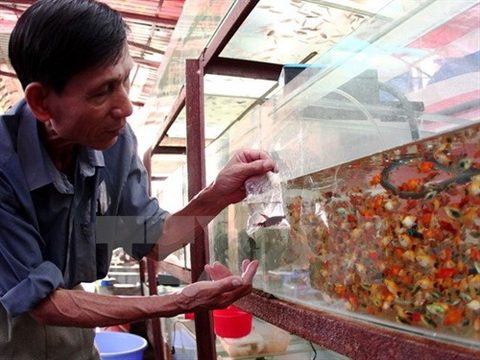 Ornamental fish export revenue up
