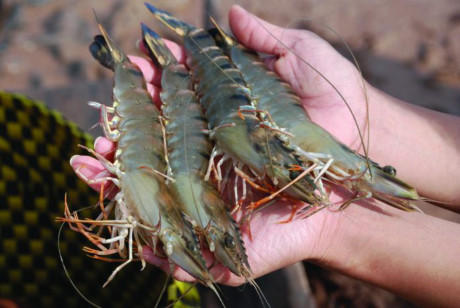 Australian ban on VN prawns ends this week