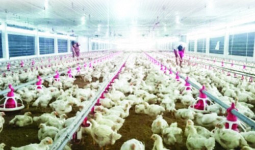 Vietnam sees growing potential for chicken export