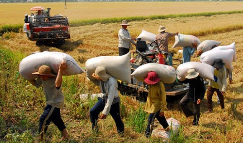 Vietnam to promote high quality rice to boost export revenues