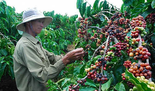 Asia Coffee-Vietnam, Indonesia discounts widen but in slow trade