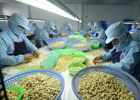 VN to import more cashew