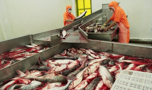 Vietnam catfish exporters worry as US applies tougher inspection procedures