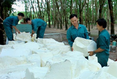 VN’s top rubber firm valued at $177.8 million for IPO
