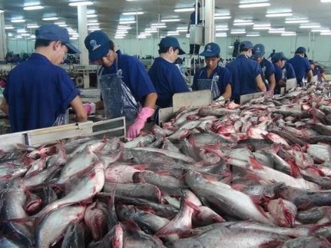 VN firms seek market for tra fish