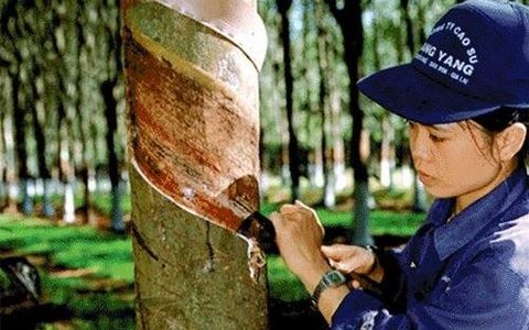 Viet Nam Rubber Group approves equitisation plan