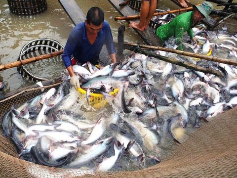 No year-end surge in tra fish, shrimp exports to the US: VASEP