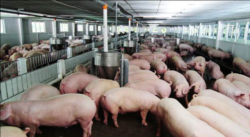 Concern over quality threatens export of Vietnamese pork