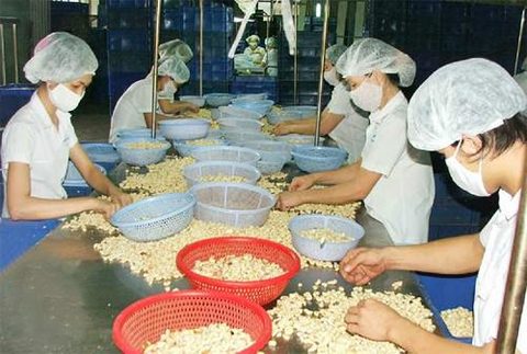 Cashew nut exports expected to exceed US$3 billion