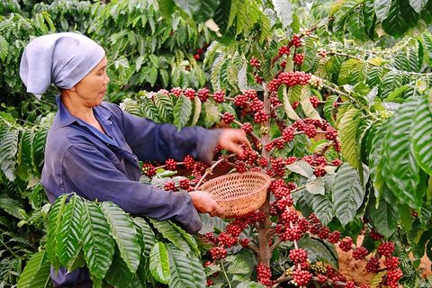 Coffee sector strives for US$6 billion export turnover