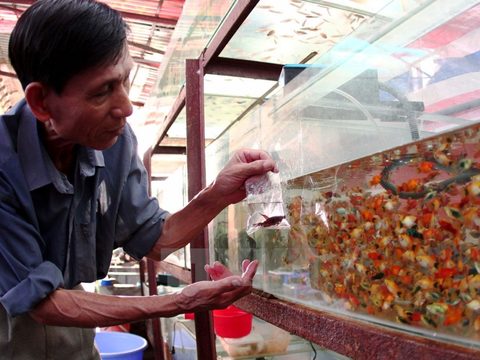 City to export 40m ornamental fish