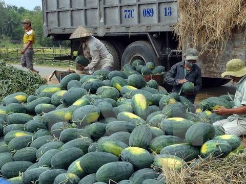 VN-China firms ink watermelon trade contract