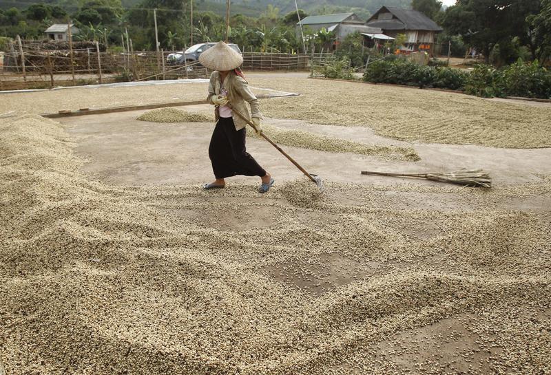 Vietnam coffee supply steady but trade thin; Indonesia subdued