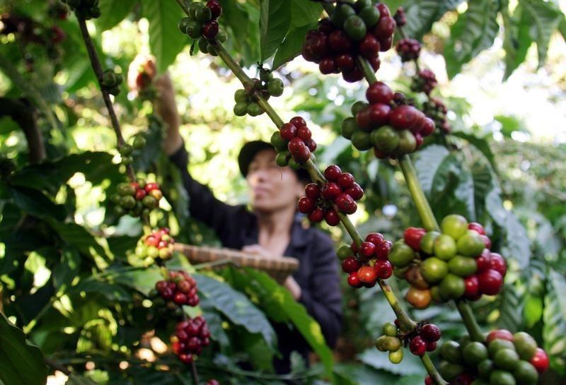 Asia Coffee-Trade slows ahead of Christmas break; Vietnam supply steady