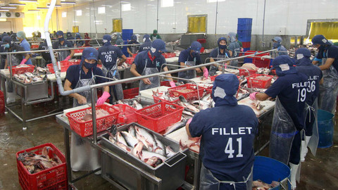 Farmers gain as tra fish prices soar 20-year peak